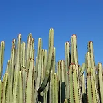 فيلة Kaiman 18 By Villagrancanaria